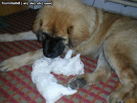 Leonberger CH. Breddy Sedmidomky + hündchen Luma Tomio kenel  