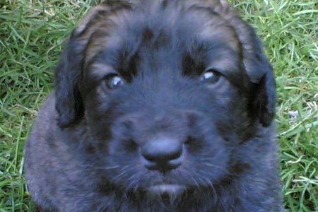 Leonberger 3 Wochen alter Welpe