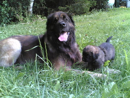 Leonberger Vater und Sohn (1 Monat alt)