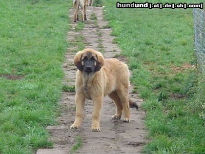 Leonberger bin ich nicht shon