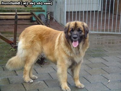 Leonberger der leonberger