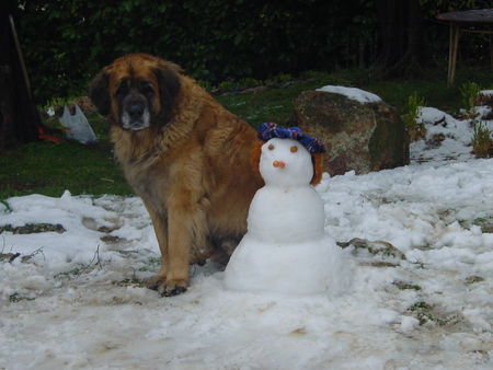 Leonberger schneemann