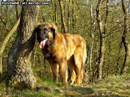 Leonberger Unsere Cora im Alter von 6 Monaten