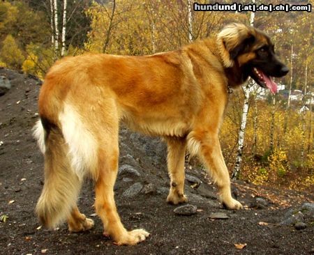 Leonberger Cora