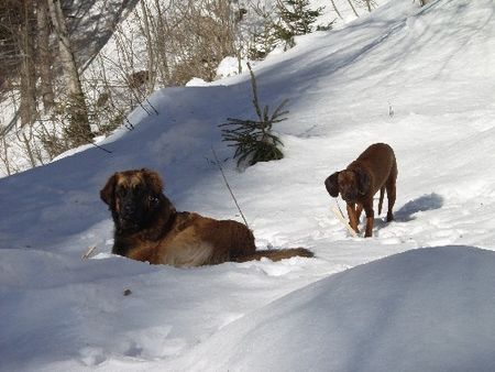 Leonberger Dora + Ginny 11 + 10 Mte