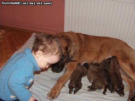 Leonberger Dokarmianie :)