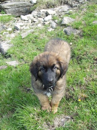 Leonberger Ginnyfee vom Welland