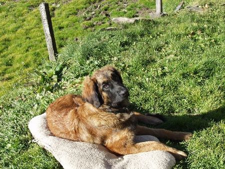 Leonberger Ginnyfee vom Welland 6 Mte