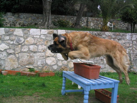 Leonberger hehe