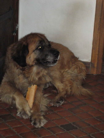 Leonberger baguette