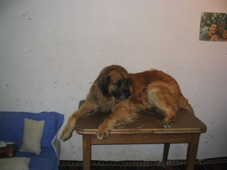 Leonberger :P