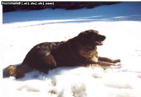 Leonberger Das ist meine Leonbergerhündin Ina