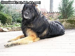 Leonberger unser leo 