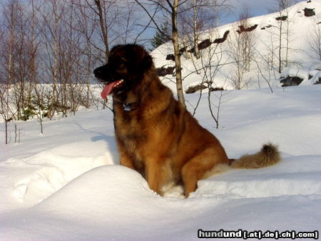 Leonberger Cora