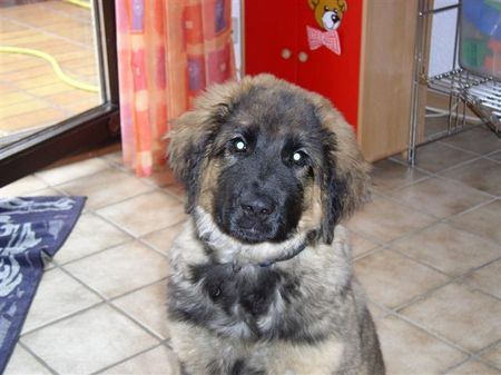 Leonberger Glaubt ja nicht, ich sei so unschuldig, wie ich aussehe,he,he