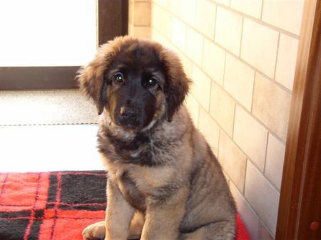 Leonberger