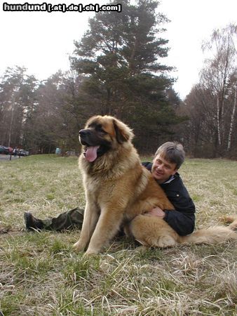 Leonberger CH. Breddy Sedmidomky -rüde 