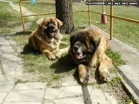 Leonberger CH. Breddy Sedmidomky + Achát Severozápadní cesta  