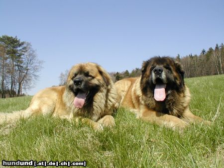 Leonberger CH. Breddy Sedmidomky + Achát Severozápadní cesta  