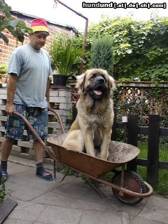 Leonberger CH. Breddy Sedmidomky -rüde 