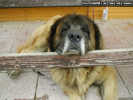 Leonberger Achát Severozápadní cesta  