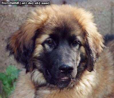 Leonberger Askan v. Königsstein mit 5 Monaten