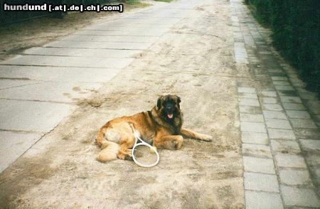 Leonberger Hector vom grossen Löwen alias Caddy