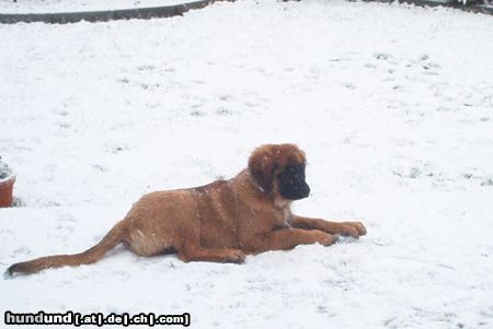 Leonberger Das ist Darcy 5 Monate 