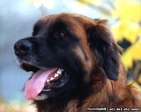 Leonberger Geliebter Timo, wir werden dich nie vergessen