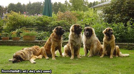 Leonberger Men (13M.), Miessi (4,5J.), Litscher (2,5J.), Ommel (6J.) und Tooley (7M.)