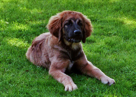 Leonberger 4 Monate alt