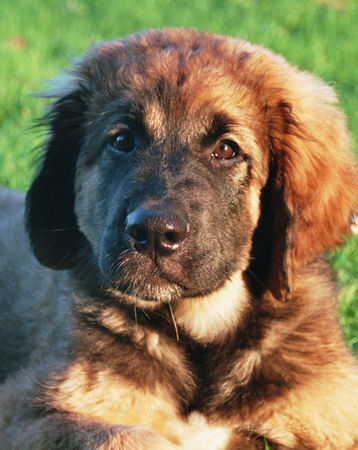 Leonberger 3 Monate alt