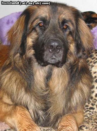 Leonberger Askan v. Königsstein mit 15 Monaten