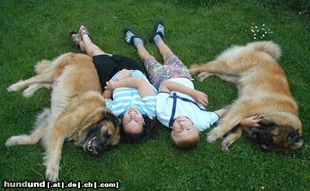 Leonberger alle sind HAPPY