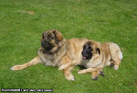 Leonberger Rain Man (11,5 Monate) und Tiger-Lilly (5 Monate) beide kommen aus dem Sumpfloch