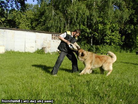 Leonberger CH. Breddy Sedmidomky -rüde 