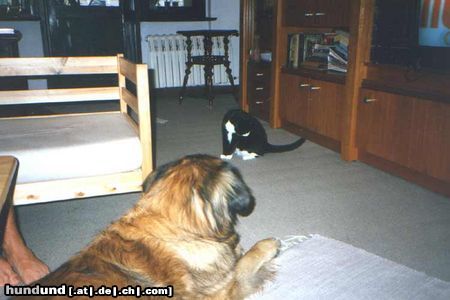 Leonberger Caddy mit Kater - Freundschaft!