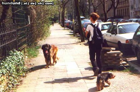 Leonberger Caddy mit Minihund - kein Problem!