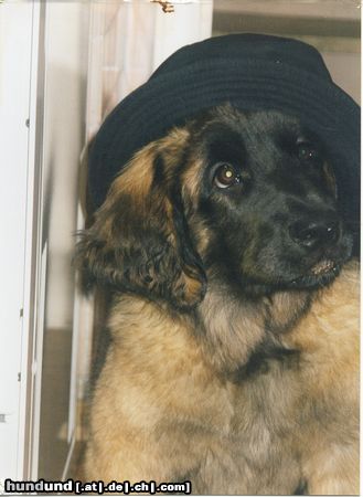 Leonberger