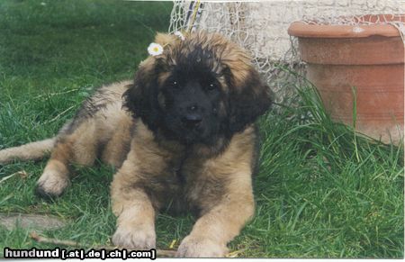 Leonberger