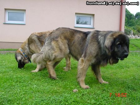 Leonberger Zielona Cieszynianka