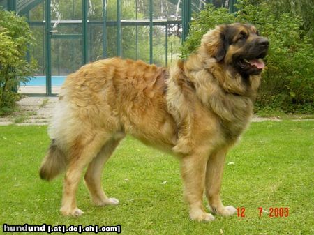 Leonberger Rain Man, 13 Monate alt