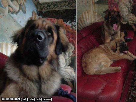 Leonberger Leonberger Red Lion kennel