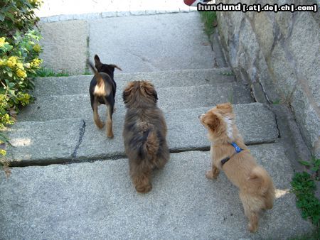 Lhasa Apso Aiko (Lhasa Apso) und zwei Mischlings-Freunde