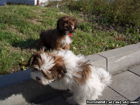 Lhasa Apso Aiko und Luna - Geschwister