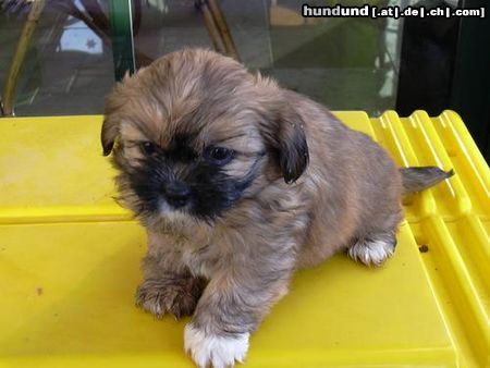 Lhasa Apso Lhasa Apso 