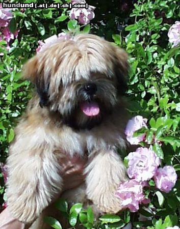 Lhasa Apso Very Versace`s AMERICAN BEAUTY Z CZANCA