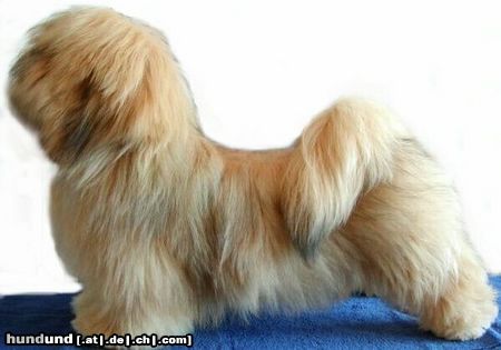 Lhasa Apso Boogi