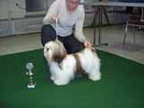 Lhasa Apso BIS Puppy