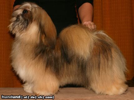 Lhasa Apso Orlane`s American Made